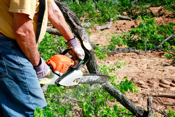 Reliable Spring Arbor, MI Tree Care  Solutions